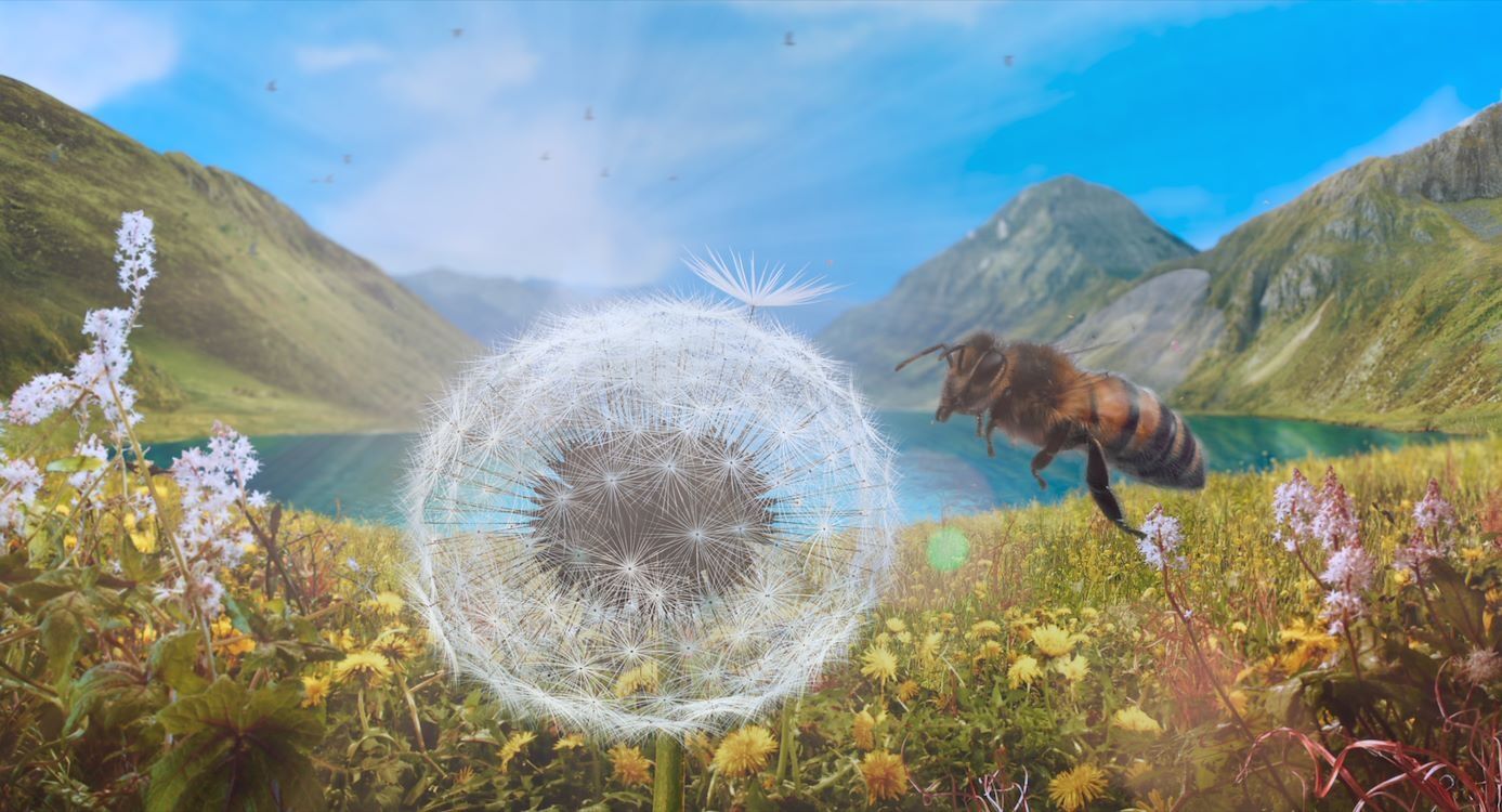 Dandelion's Odyssey