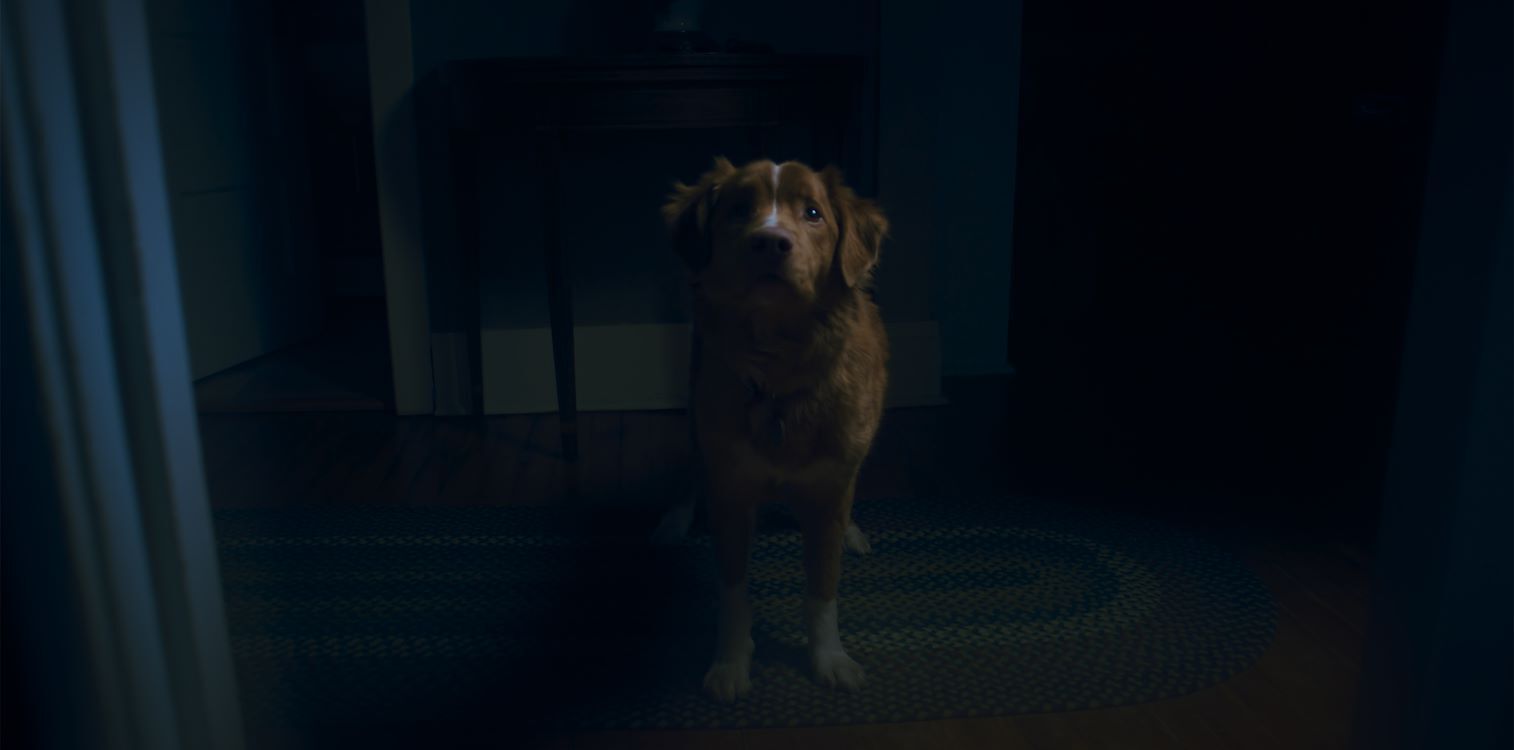 Good Boy (Halloween Horror Night)